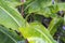 Drops of dew on the leaves of a ginger plant of the family Hedychium gardnerianum after rain on the island of San Miguel, Azores.