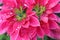 Drops of dew on  poinsettia