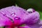 Drops on Flower Verbena hybrida closeup photo - Macro photo drops on Verbena hybrida