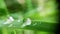 Drops on the green leaf, shooting close-up