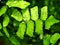 Drops on green leaves foliage Adiantum trapeziforme ,giant maidenhair ,Sicily ,diamond Maidenhair fern ,venus Ferns ,Venushair