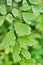 Drops on green leaves foliage Adiantum trapeziforme ,giant maidenhair ,Sicily ,diamond Maidenhair fern ,venus Ferns ,Venushair ,so