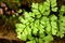 Drops on green leaves foliage Adiantum trapeziforme ,giant maidenhair ,Sicily ,diamond Maidenhair fern ,venus Ferns ,Venushair ,so