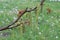 Drops hang on the flowers and leaves of a walnut tree after spring rain