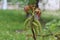 Drops hang on the flowers and leaves of a walnut tree after spring rain