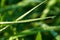 Drops of morning dew on the grass in the sun. Macro