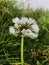 Drops of morning dew on the petals of a flower, hang on the petals of a dandelion, in the back you can see the green grass