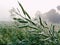 Drops of morning dew on a stem of crops against a background of abundant green vegetation