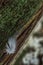 Drops of of rain on bird feathers