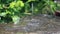 Drops of rain fall on the granit stone in the garden. Drops of water drip onto wet stone.