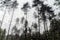 A drops of rain on glass on background of dense forests and tall pine trees