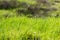 Drops of rain on vivid green grass, Coyote Valley Open Space Preserve, California