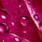 Drops of Refreshment: Close-Up Macro of Aloe Vera Cosmetic Texture with Dewy Accents in Trendy Viva Magenta