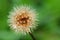 Drops of water all over dried dandelion