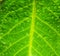 Drops of water on a beautiful green leaf background in a tropical rainy season