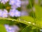 Drops of water on a blade of grass against the background of blossoming forget-me-nots. Selective focus