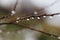 Drops of water on the branches after melted snow, close-up, blerred background., close-up.