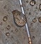 Drops of water on brown bird feather.