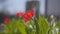 Drops of water falling onto beautiful red flower and green leaves outdoors. Close-up of pouring of tender tulip outdoors