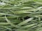 Drops of water on the grass close-up. Grass after rain. Raindrops on the grass. fresh background