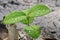 Drops of water on the leaves of a small plant on a dark background of a deforested area