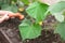 Drops of water on the leaves of vegetables, the child watering the seedlings of cucumbers