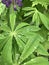 Drops of water on lupine leaves after rain