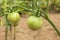 Drops of water after rain on tomato fruit. Unripe green tomato on bushes. Ripening vegetables in a home garden.