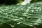 Drops of water rolling over a banana leaf