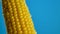 Drops of water run down or falling on grains of ripe yellow fresh corn on cobs at blue background