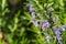 Drops of water shining on rosemary flowers, California