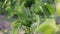 Drops of water sprinkled on the pepper leaves in slow motion