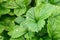 Drops of water on strawberry leaves after rain in garden closeup