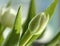 Drops of water on white tulipe in sunlight