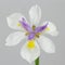 Drops on Wild Iris flower