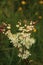 Dropwort on Conistone Pastures