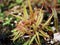 Drosera adelae Giant regia plant ,lance-leaved sundew