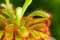 Drosera aliciae flower stem with bristles,a carniv