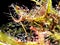 Drosera binata, sundew - carnivorous plant