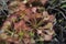 Drosera brevifolia, Dwarf Sundew, with an ant