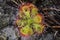 Drosera burmannii Vahl., Droseraceae. plants.