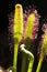 Drosera capensis, Cape sundew,