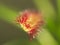 Drosera capensis, Cape Sundew,an insectivorous plant