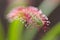 Drosera capensis, Cape Sundew,an insectivorous plant