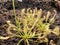 Drosera capensis, commonly known as the Cape sundew - Botanical Garden Zurich or Botanischer Garten Zuerich