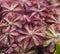 Drosera, commonly known as the sundews, one of the largest carnivorous plants, Drosera rotundifolia