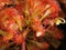 Drosera communis, sundew - carnivorous plant