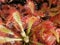 Drosera communis, sundew - carnivorous plant