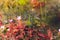 Drosera indica beautiful with soft background