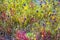 Drosera indica Linn.beautiful mix Utricularia bifida